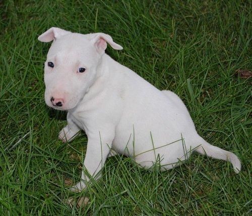 excepcionales y afectuoso bull terrier blanco para su adopción, este perrito es muy bonito y encantador