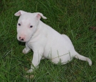 excepcionales y afectuoso bull terrier blanco para su adopción, este perrito es muy bonito y encantador - mejor precio | unprecio.es