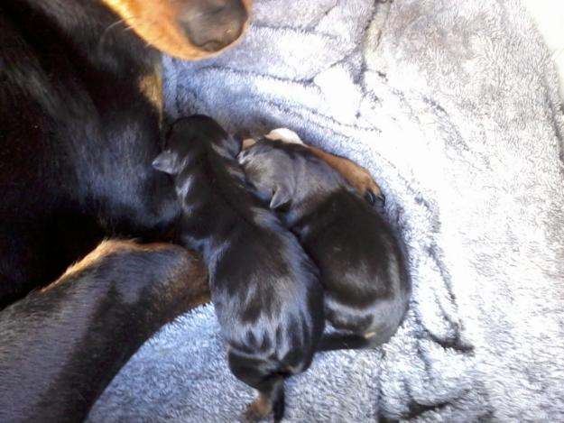 Hembras de Pinscher