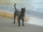 presa canario para montas - mejor precio | unprecio.es
