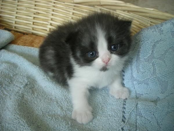 Vendo gato persa 180 euros