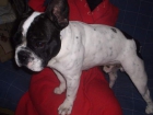 VENDO MACHO O HEMBRA BULLDOG FRANCES CON 1 MES - mejor precio | unprecio.es