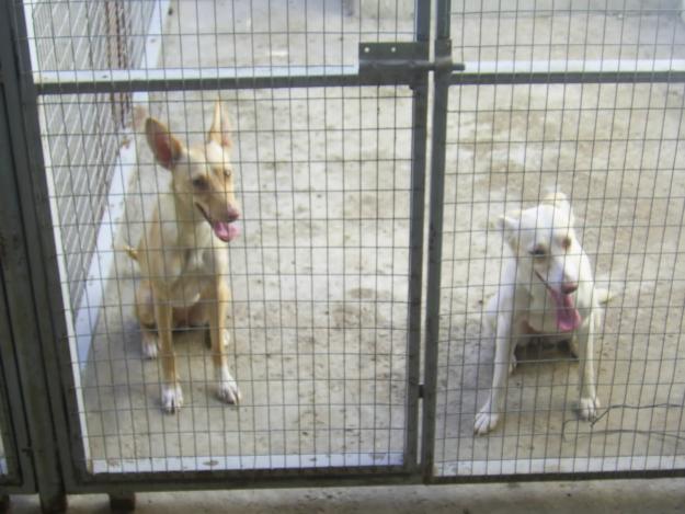 VENDO PODENCO ANDALUZ ZARZALERO