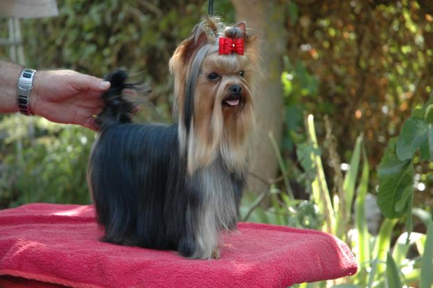 YORKSHIRE TERRIER