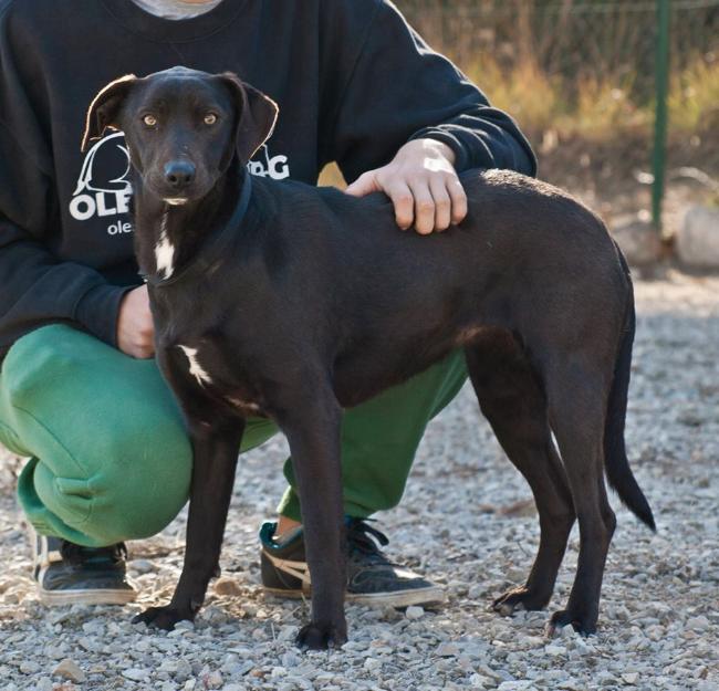 'cresta', labradora en adopción