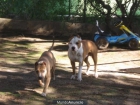 American cachorros en 280 - mejor precio | unprecio.es