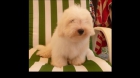 Cachorros Coton de Tulear con Pedigree - mejor precio | unprecio.es