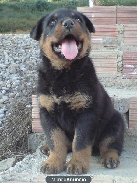 CACHORROS ROTTWEILER