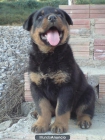 CACHORROS ROTTWEILER - mejor precio | unprecio.es