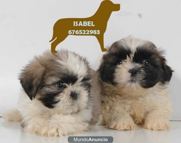 Fantasticos cachorros de Shih-Tzu