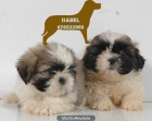 Fantasticos cachorros de Shih-Tzu - mejor precio | unprecio.es