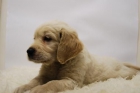 lulu de golden, cachorros de buena linea, super blancos - mejor precio | unprecio.es
