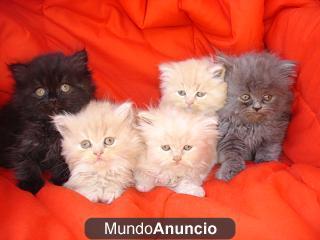 PERSAS EN BARCELONA 350€