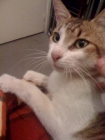 Regalo gatito - mejor precio | unprecio.es