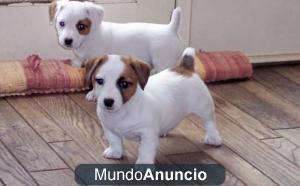 REGALO Jack Russell de Sierralegre pedegree campeones