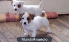 REGALO Jack Russell de Sierralegre pedegree campeones - mejor precio | unprecio.es