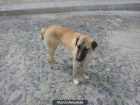 Sultan , perrito abandonado sevilla - mejor precio | unprecio.es