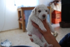 vendo perrita de aguas - mejor precio | unprecio.es