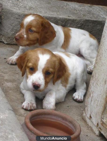 regalo Cachorros breton españo para la a