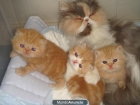 Gatos exóticos - mejor precio | unprecio.es