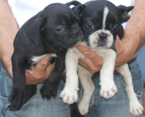 BULDOG FRANCES CACHORROS INCREIBLES A UN PRECIO FABULOSO