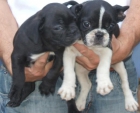 BULDOG FRANCES CACHORROS INCREIBLES A UN PRECIO FABULOSO - mejor precio | unprecio.es
