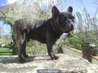 bulldog frances para exposicion o compañia - mejor precio | unprecio.es