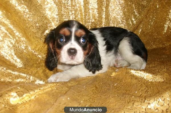 CACHORRITOS CAVALIERS,VEN A VERLOS EN EL CENTRO DE BARCELONA