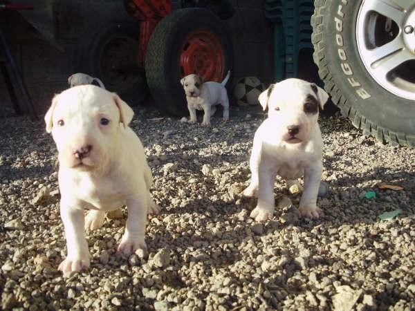 Cachorritos de Pitbull