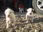 Cachorritos de Pitbull - mejor precio | unprecio.es