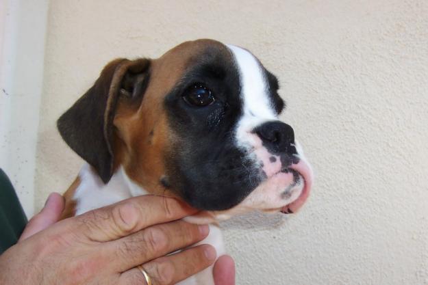 CACHORROS BOXER CON PEDEGREE