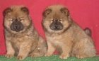 Chow chow, ¡maravillosos cachorros! . Valencia - mejor precio | unprecio.es