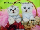 En venta gatitos British, Scottish fold con excelente pedigree - mejor precio | unprecio.es