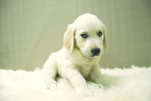 Golden Retriever - animalflower - Cachorros Disponibles