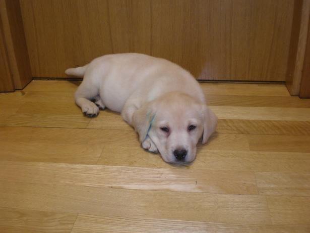 LABRADOR RETRIEVER Y GOLDEN RETRIEVER DESDE 20€/MES*