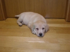 LABRADOR RETRIEVER Y GOLDEN RETRIEVER DESDE 20€/MES* - mejor precio | unprecio.es