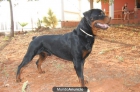 Rottweiler en venta - mejor precio | unprecio.es