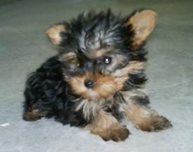 vendo cachorros de yorkshire