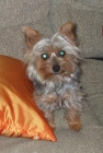 vendo yorkshire terrier - mejor precio | unprecio.es