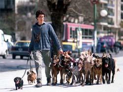 Se pasean perros en logroño