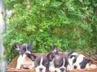 BULLDOG FRANCES EXCELENTES CACHORRITOS 450 - mejor precio | unprecio.es