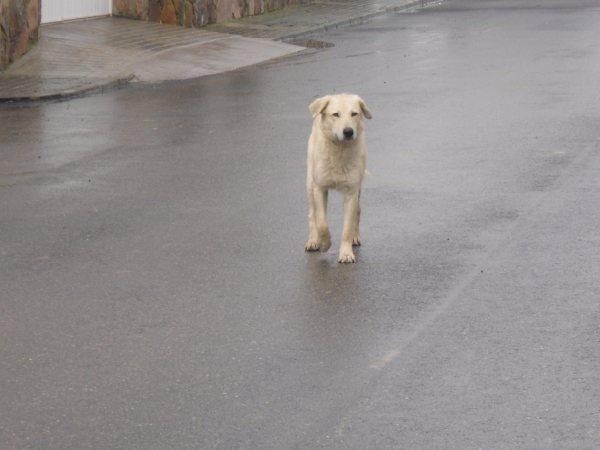 ESTE CACHORRO BUSCA ACOGIDA O ADOPTANTE