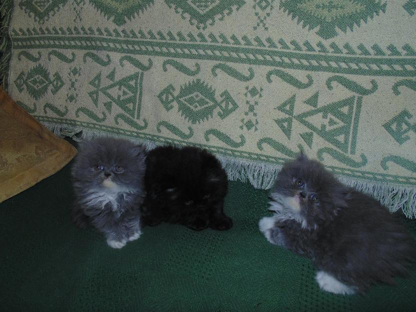 gatitos persas de linea americana