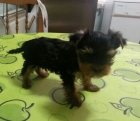 Macho Yorkshire Terrier - mejor precio | unprecio.es