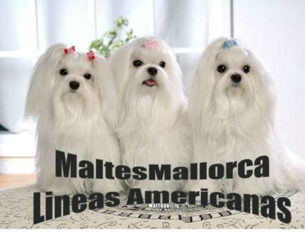 Mallorca cria selecta del bichon maltes de pura raza