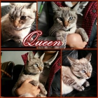 Queen. Hermosa siamesa tabby busca un hogar donde ser aceptada. - mejor precio | unprecio.es