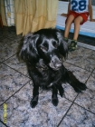 REGALO PERRITA - mejor precio | unprecio.es