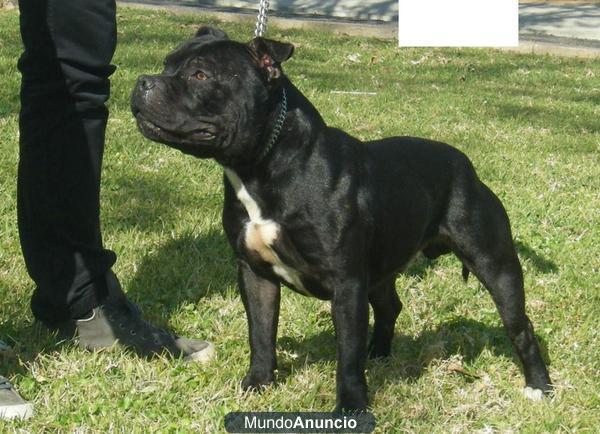 staffordshire bull terrier
