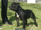 staffordshire bull terrier - mejor precio | unprecio.es