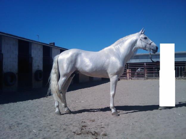 VENDO CABALLO PURA RAZA ESPAÑOLA